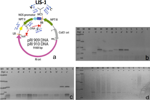 Plasmid map with gel electrophoresis results; DNA cloning and verification, bands at specific bp.