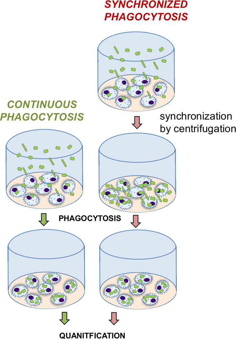 figure-protocol-3 Synchronized phagocytosis diagram, centrifugation process, cell quantification experiment.