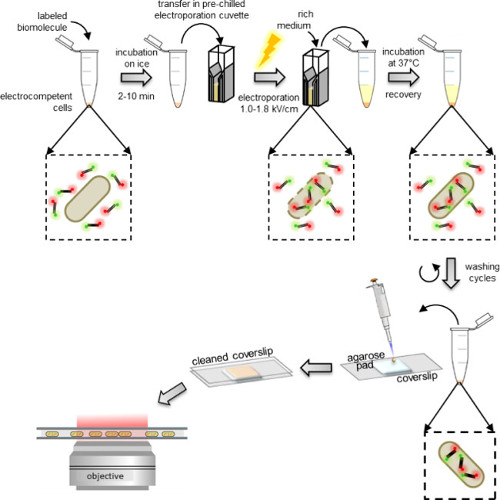 Electroporation process diagram; labeled biomolecule integration; microscopy setup for analysis.