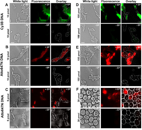 figure-results-1 DNA interaction diagram; fluorescence microscopy; Cy3B, Atto647N; white light; concentration effect.