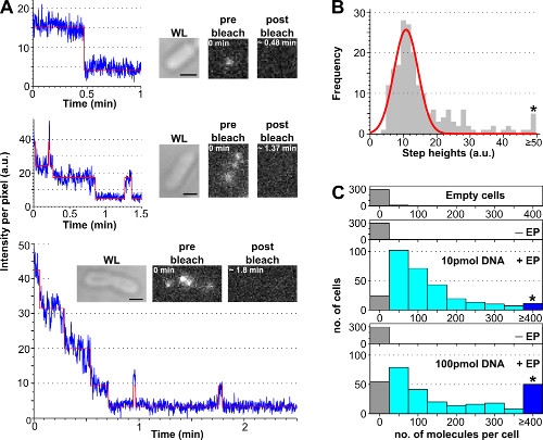 figure-results-2 Graph analysis of intensity decay in photobleaching with frequency histogram and molecule count chart.