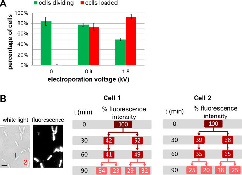 figure-results-3 Electroporation voltage effect on cell division and fluorescence intensity; bar chart and cell analysis.