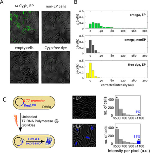 figure-results-4 Gene editing process in cells, fluorescence intensity graphs, microscopy image, protein expression diagram.