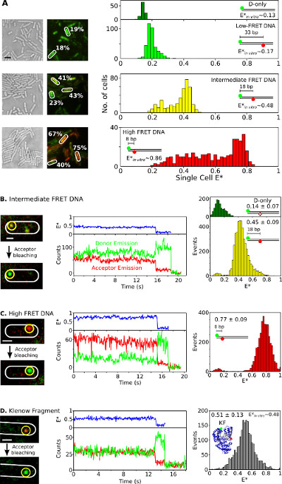 figure-results-5 FRET DNA analysis diagram: single-cell E* distribution, donor/acceptor emission, fluorescence quenching.