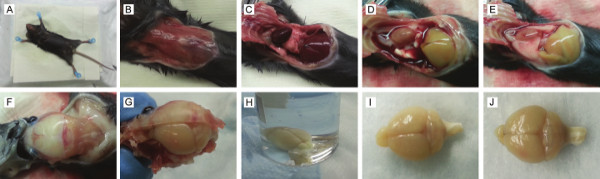 Rodent brain extraction process, step-by-step diagram, dissection, anatomical analysis.