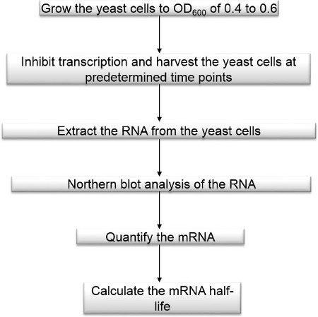 figure-results-1 通过Northern印迹分析测定酵母mRNA半衰期的流程图。