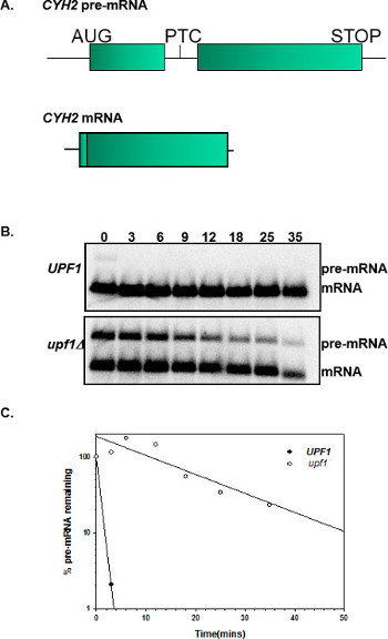 figure-results-2 CYH2 mRNA加工示意图及凝胶电泳结果;UPF1对pre-mRNA降解的影响。