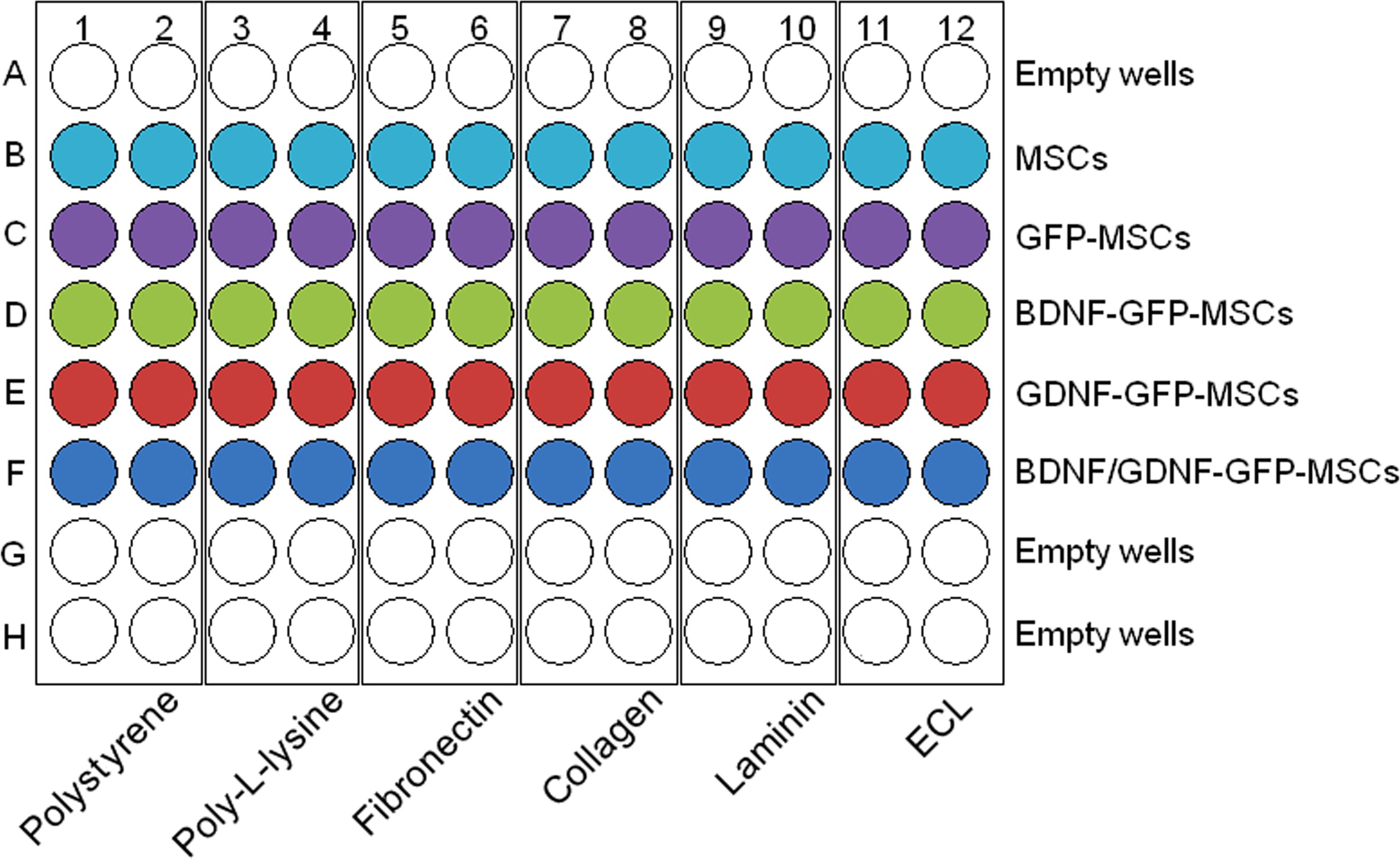 figure-results-1 Cell culture experiment diagram showing MSCs variation across biomaterial coatings in 96-well plate.