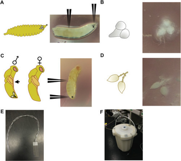 Insect anatomy diagrams and microscopy images showing larval and pupal development.