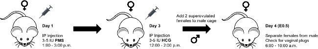 Mouse breeding protocol diagram; IP injections, superovulation, vaginal plug check.