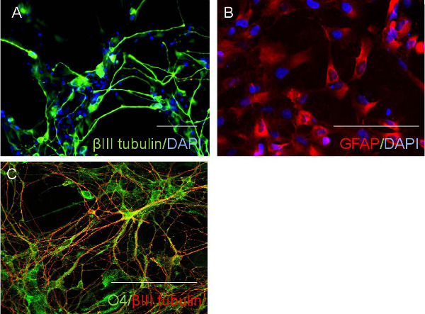 Immunofluorescence microscopy of neuronal cells; βIII tubulin/DAPI, GFAP/DAPI stains, cellular structure.