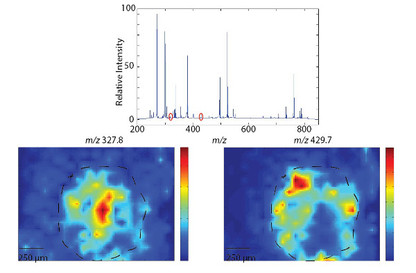 Mass spectrometry results; graph and heatmap; m/z 327.8, 429.7; relative intensity analysis.
