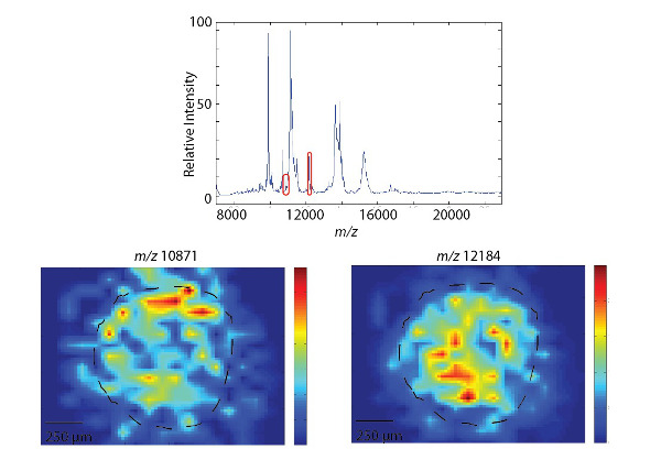 Mass spectrometry data analysis; top showing intensity vs. m/z graph, bottom ion distribution maps.