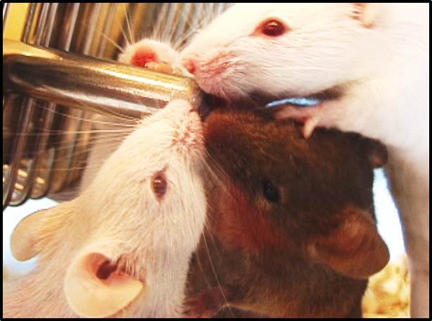 figure-protocol-7 Rats drinking from water bottle, demonstrating animal behavior and hydration study setup.