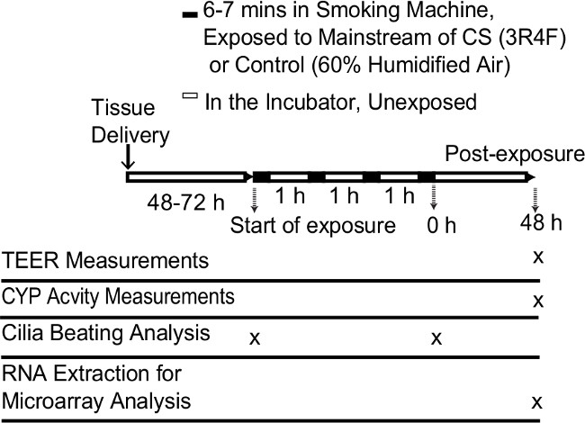 Tissue exposure timeline with smoking machine, TEER, CYP activity, cilia analysis, RNA extraction.