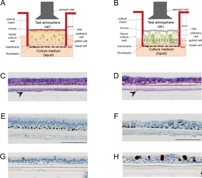 tAir-liquid interface cell culture diagram; histology sections, cilia, epithelial, olfactory cells.