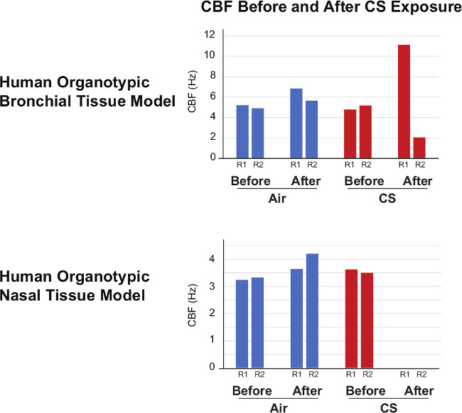 Human bronchial and nasal tissue CBF comparison chart; before/after CS exposure; frequency (Hz).