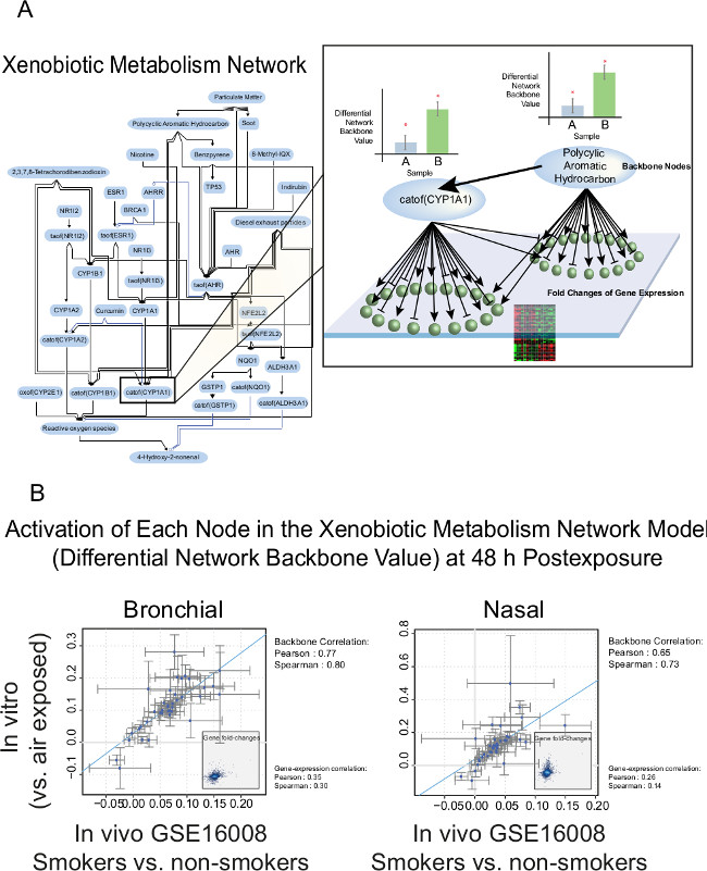Xenobiotic metabolism network diagram showing node activation, gene expression fold changes, differential network backbone values; includes bronchial and nasal correlation graphs for smokers vs. non-smokers.