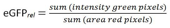 eGFP relative expression calculation formula; sum intensity green pixels over area red pixels ratio.