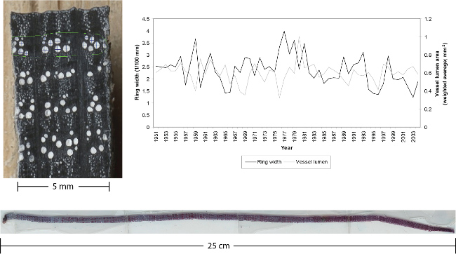 Tree ring analysis with growth chart; microscopy image, dendrochronology, ring width and lumen data.
