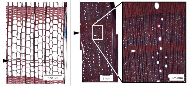 Microscopic plant cell structure; magnification, cross-section diagram; detail at 100 µm, 1 mm, 0.25 mm.