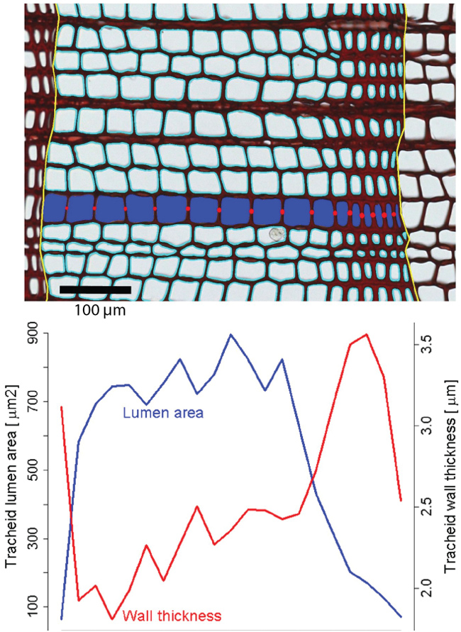Cross-section microscopy image and graph analyzing tracheid lumen area and wall thickness changes.