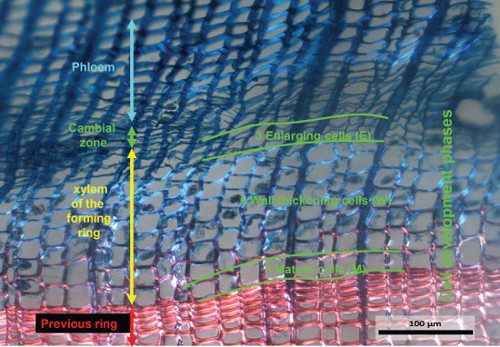 Plant tissue development phases; light microscope image; cambial zone, xylem, phloem labeling.