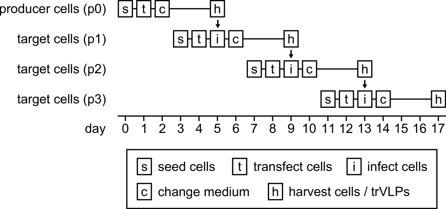 figure-results-5 Cell culture timeline diagram showing seeding, transfection, infection, and harvest over 17 days.