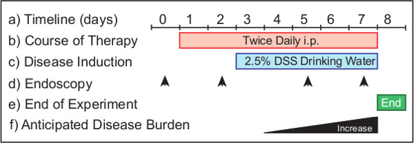 Timeline diagram for DSS treatment in mice; therapy, disease induction, endoscopy schedule.