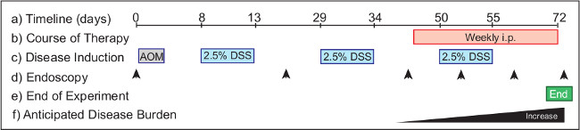 Timeline diagram showing therapy and disease induction in AOM-DSS experiment over 72 days.
