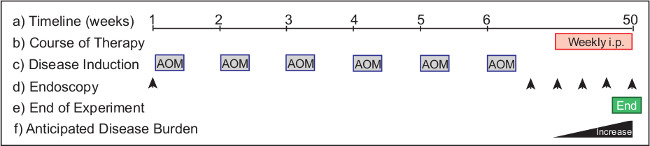 Timeline diagram of disease induction and therapy; endoscopy points and anticipated burden.