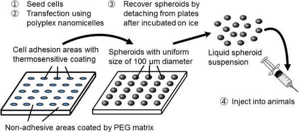 Spheroid culture method diagram: cell seeding, nanomicelles transfection, recovery, injection process.