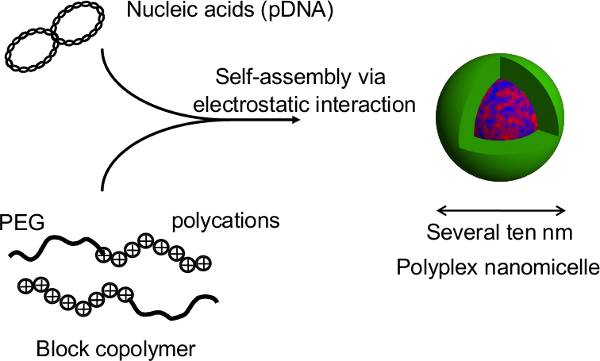 Polyplex nanomicelle formation diagram showing DNA self-assembly with block copolymers via electrostatic interaction.