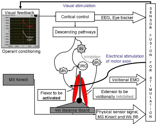 Neuroscience feedback loop diagram with EEG, Kinect, Wii; motor axon stimulation process.