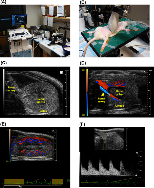 Ultrasound setup and Doppler imaging; renal Doppler scans in animal model; blood flow analysis.