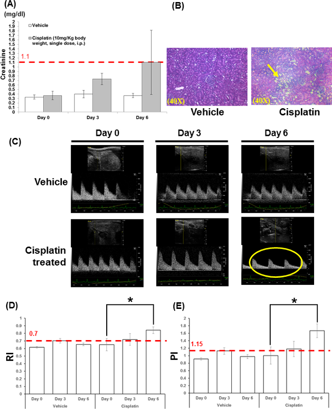 Cisplatin nephrotoxicity results; creatinine levels, kidney histology, ultrasound images, renal indices.