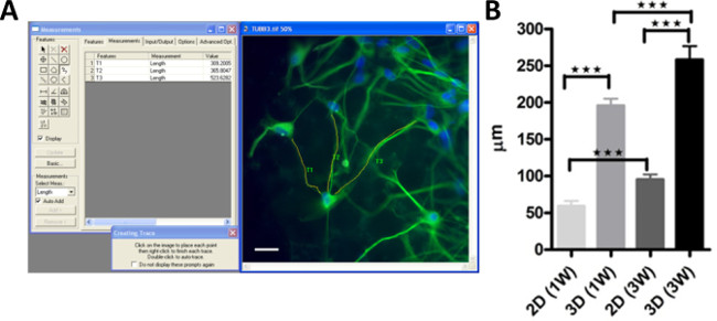 Neural cell measurement analysis; fluorescence microscopy image, data graph; cell growth comparison.