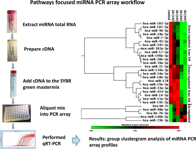 miRNA PCR array workflow diagram; RNA extraction, cDNA prep, qRT-PCR, clustergram analysis