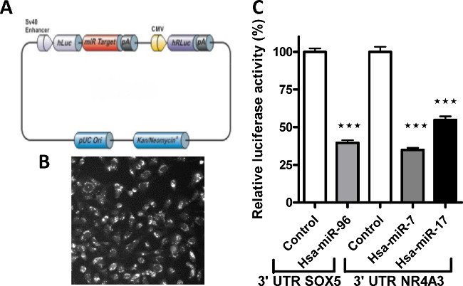 Gene expression analysis; plasmid diagram, cell culture image, luciferase assay results with miRNA effects.