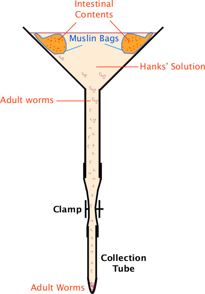 figure-results-1 Intestinal worm isolation; diagram; muslin bags, intestinal contents, collection tube setup.