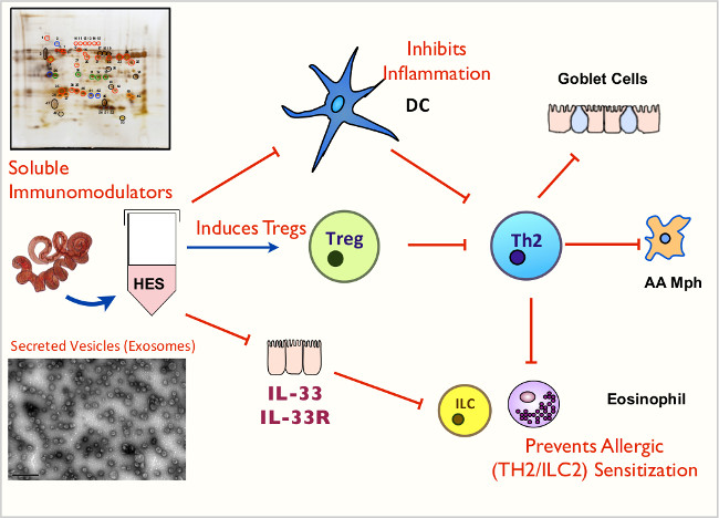figure-results-7 Allergy inhibition diagram; explores immunomodulation, exosome role, Tregs induction, and Th2 process.