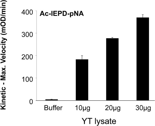 Kinetic analysis graph, Ac-IEPD-pNA, YT lysate concentration impact on velocity (mOD/min).