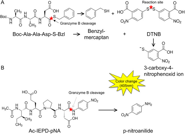 Enzyme cleavage reaction diagram; granzyme B; colorimetric analysis; Boc-Ala-Ala-Asp-S-Bzl; 405nm.