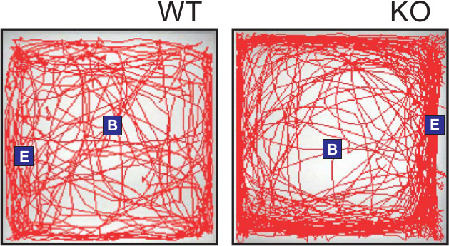 figure-results-3 Spatial navigation paths diagram; WT vs KO; maze experiment; trajectory analysis; behavioral study.