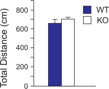 figure-results-5 Bar chart comparing total distance (cm) traveled by WT and KO groups, highlighting mobility data.