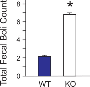 figure-results-7 Bar graph comparing total fecal boli count in WT vs KO; statistical significance indicated.