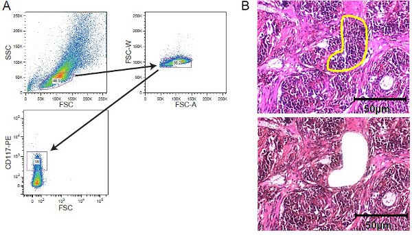 diagramma scatter plot per citometria a flusso; analisi della popolazione cellulare; Confronto con micrografia tissutale istologica.