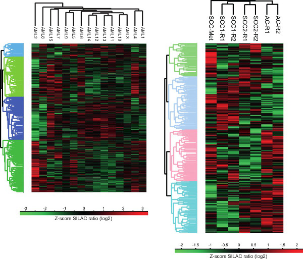 Analisi heatmap dell'espressione proteica; Rapporti SILAC, diagramma di clustering gerarchico, dati di proteomica.