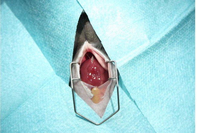Surgical procedure showing an animal thoracic cavity exposure, veterinary anatomy education.