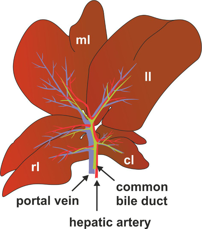 Liver anatomy diagram showing portal vein, hepatic artery, and bile duct branching within lobes.